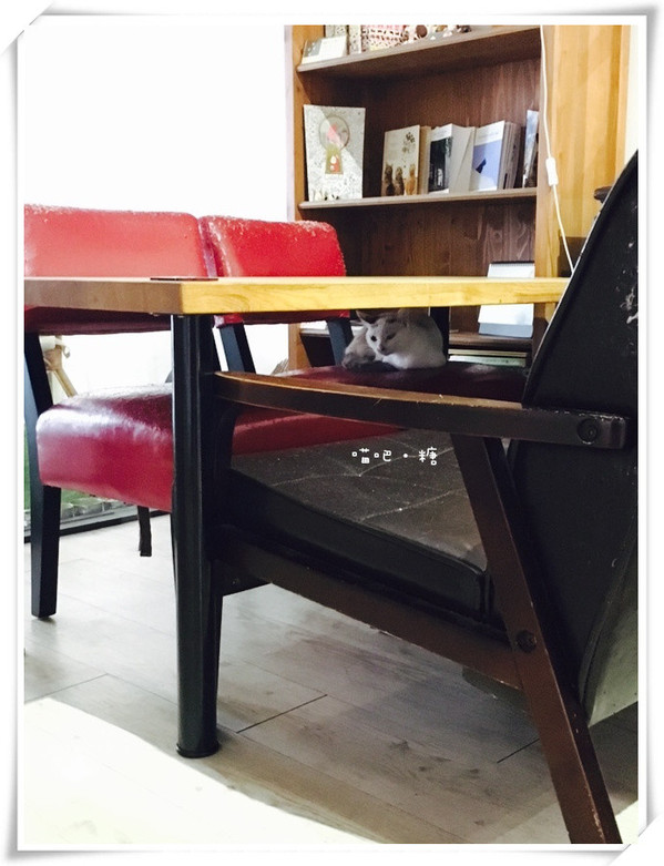 喵吧咖啡廳：【台北松山】喵吧 meow bar