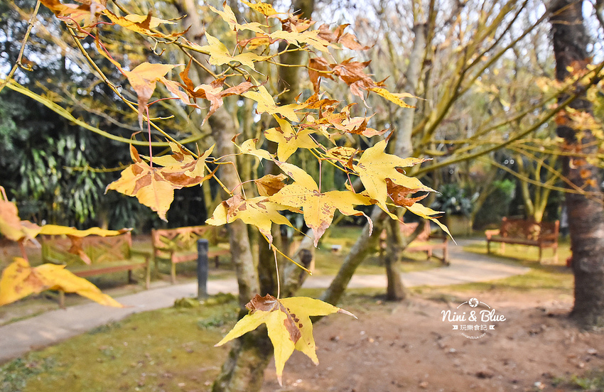 千樺花園 新社花海 美食 台中法式料理 咖啡40