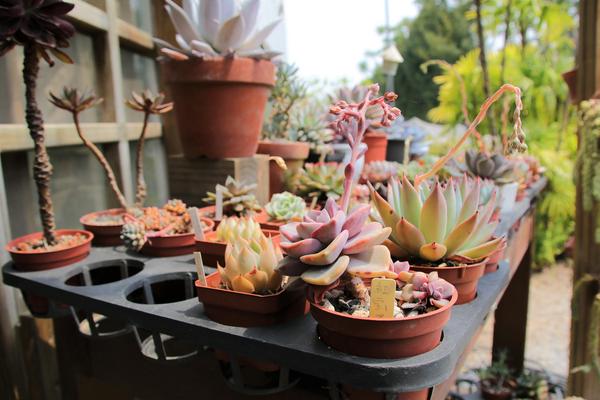 千樺庭園咖啡: 【台中景點】新社千樺花園餐廳。森林裡神秘的玻璃屋/穿梭在花園及樹叢裡的小浪漫/與幸福有約的景觀餐廳