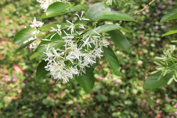 千樺庭園咖啡: 【台中景點】新社千樺花園餐廳。森林裡神秘的玻璃屋/穿梭在花園及樹叢裡的小浪漫/與幸福有約的景觀餐廳