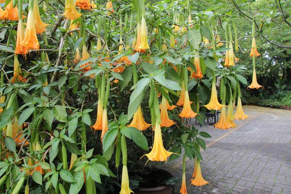 千樺庭園咖啡: 【台中景點】新社千樺花園餐廳。森林裡神秘的玻璃屋/穿梭在花園及樹叢裡的小浪漫/與幸福有約的景觀餐廳