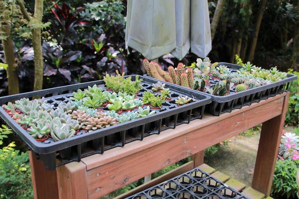 千樺庭園咖啡: 【台中景點】新社千樺花園餐廳。森林裡神秘的玻璃屋/穿梭在花園及樹叢裡的小浪漫/與幸福有約的景觀餐廳