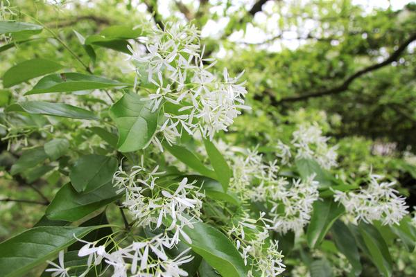 千樺庭園咖啡: 【台中景點】新社千樺花園餐廳。森林裡神秘的玻璃屋/穿梭在花園及樹叢裡的小浪漫/與幸福有約的景觀餐廳