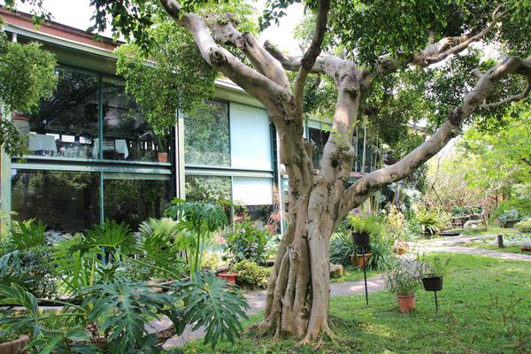 千樺庭園咖啡: 【台中景點】新社千樺花園餐廳。森林裡神秘的玻璃屋/穿梭在花園及樹叢裡的小浪漫/與幸福有約的景觀餐廳