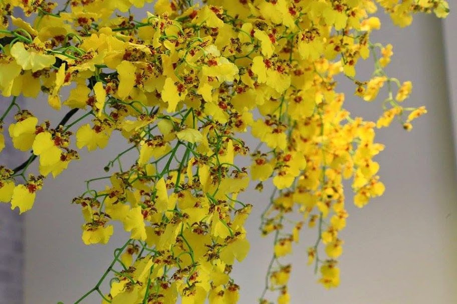 【苗栗頭份/點心甜點推薦】知名網購品牌進駐尚順啦!美味又安心的好布蕾-唐心饌手作布蕾