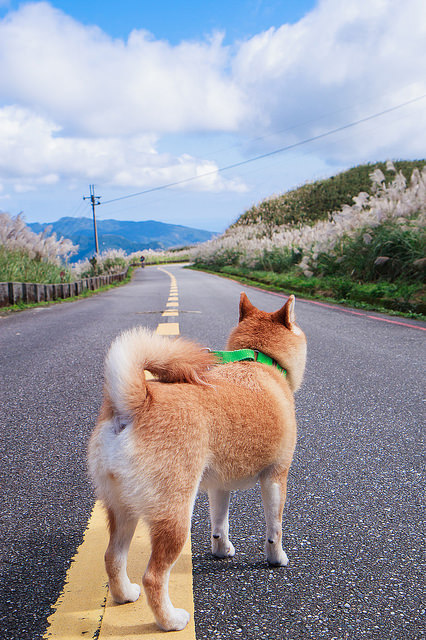 【瑞芳/平溪景點】秋風輕撫。芒花飛舞/全台美麗公路-深秋五分山 2014芒花季 單車步道