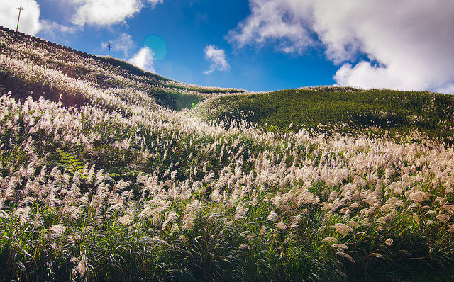 【瑞芳/平溪景點】秋風輕撫。芒花飛舞/全台美麗公路-深秋五分山 2014芒花季 單車步道