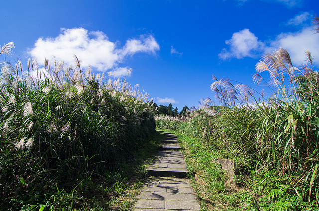 【瑞芳/平溪景點】秋風輕撫。芒花飛舞/全台美麗公路-深秋五分山 2014芒花季 單車步道
