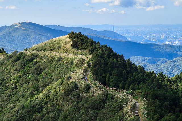 【瑞芳/平溪景點】秋風輕撫。芒花飛舞/全台美麗公路-深秋五分山 2014芒花季 單車步道