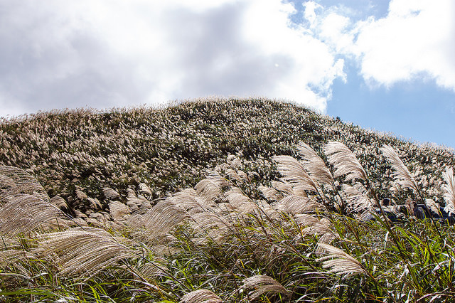 【瑞芳/平溪景點】秋風輕撫。芒花飛舞/全台美麗公路-深秋五分山 2014芒花季 單車步道