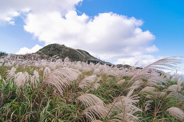 【瑞芳/平溪景點】秋風輕撫。芒花飛舞/全台美麗公路-深秋五分山 2014芒花季 單車步道