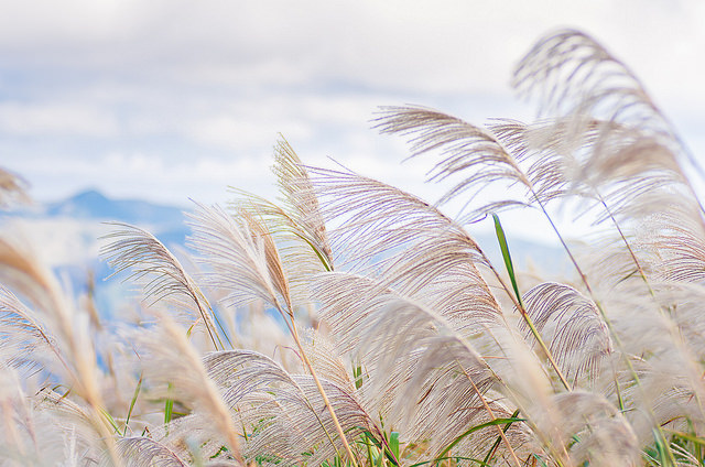 【瑞芳/平溪景點】秋風輕撫。芒花飛舞/全台美麗公路-深秋五分山 2014芒花季 單車步道