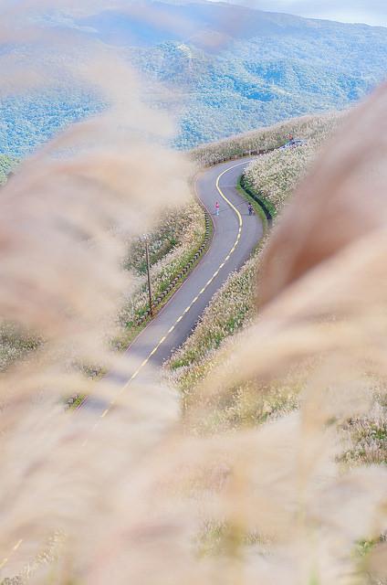 【瑞芳/平溪景點】秋風輕撫。芒花飛舞/全台美麗公路-深秋五分山 2014芒花季 單車步道