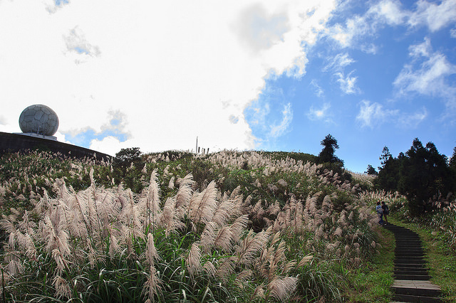 【瑞芳/平溪景點】秋風輕撫。芒花飛舞/全台美麗公路-深秋五分山 2014芒花季 單車步道