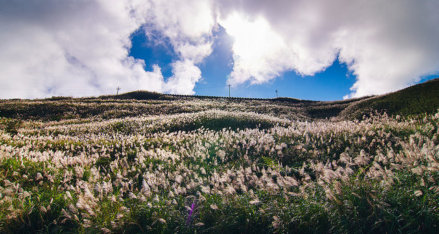 【瑞芳/平溪景點】秋風輕撫。芒花飛舞/全台美麗公路-深秋五分山 2014芒花季 單車步道