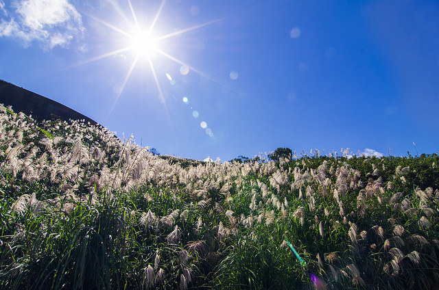 【瑞芳/平溪景點】秋風輕撫。芒花飛舞/全台美麗公路-深秋五分山 2014芒花季 單車步道