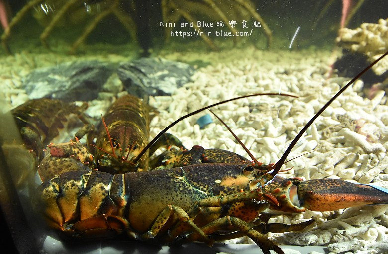 台中火鍋暮藏和牛海鮮鍋物44