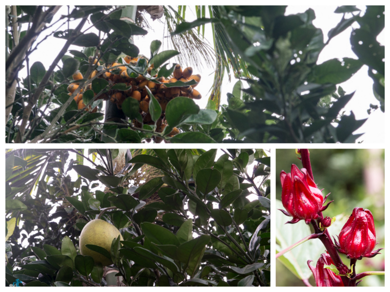 DSC_8631_Fotor_Collage.jpg DSC_8631_Fotor_Collage.jpg