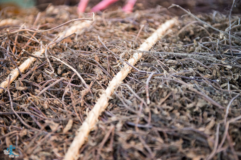 DSC_8665.jpg DSC_8665.jpg