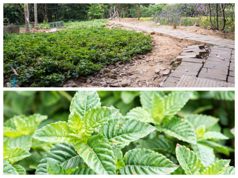 DSC_8627_Fotor_Collage.jpg DSC_8627_Fotor_Collage.jpg