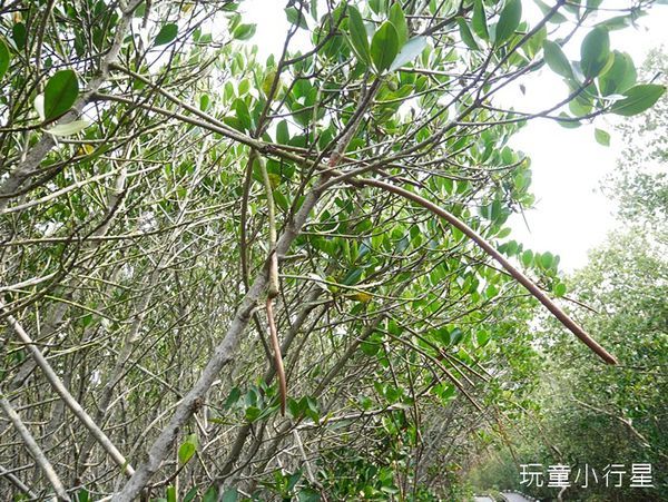 雙春濱海遊憩區14.JPG 雙春濱海遊憩區14.JPG