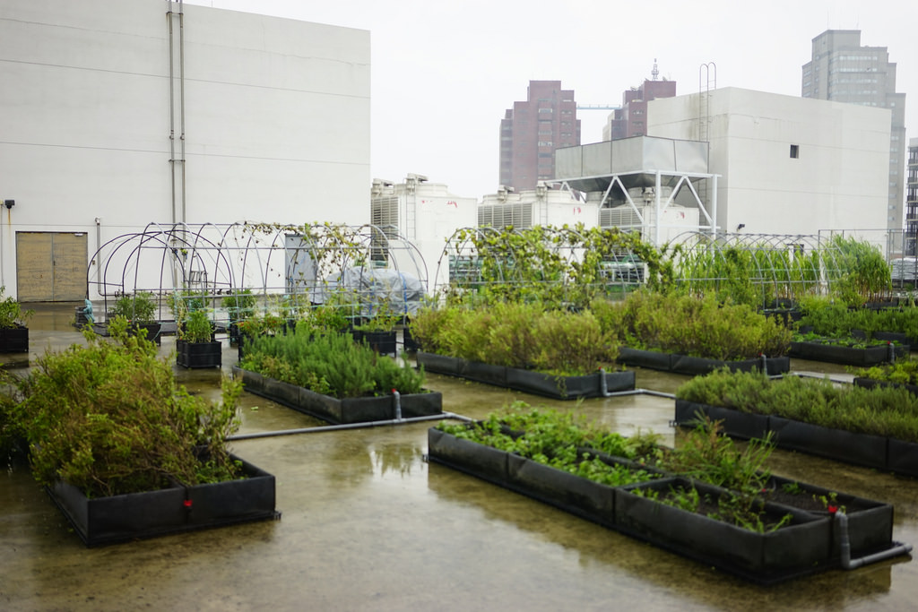 包心菜實驗廚房