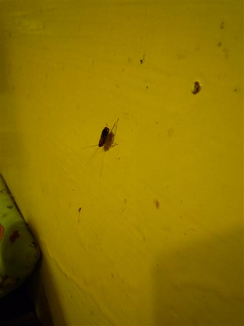 P1300735.JPG P1300735.JPG