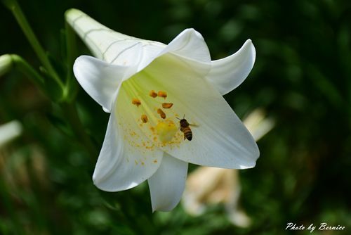 0531 1-同心池百合花04.jpg