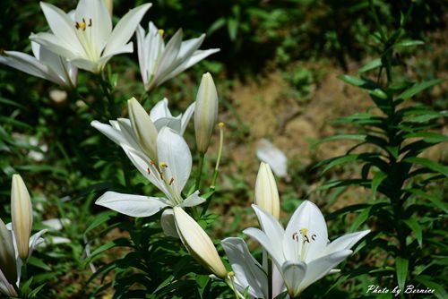 0531 1-同心池百合花14.jpg