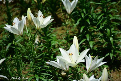 0531 1-同心池百合花13.jpg