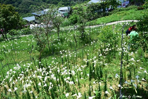 0531 1-同心池百合花15.jpg