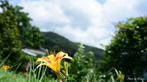 0531 1-同心池百合花07.jpg