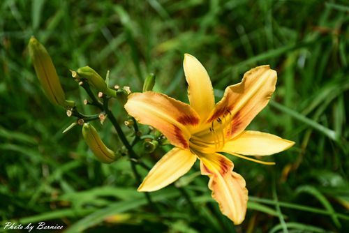 0531 1-同心池百合花06.jpg