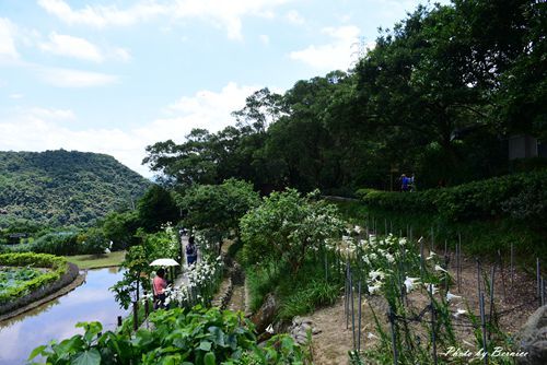 0531 1-同心池百合花10.jpg