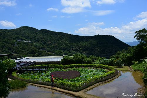 0531 1-同心池百合花08.jpg