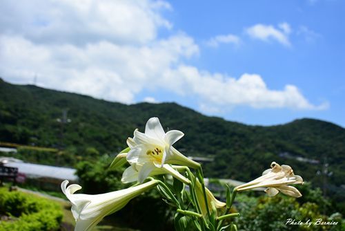 0531 1-同心池百合花11.jpg