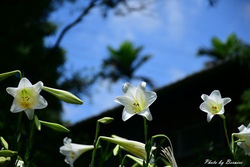 0531 1-同心池百合花12.jpg