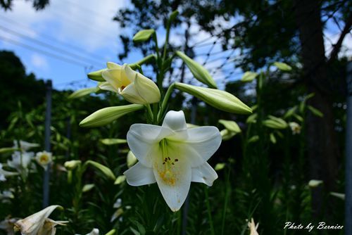 0531 1-同心池百合花05.jpg