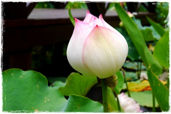 白石湖同心池：【台北◍•ᴗ•◍內湖】景點・白石湖同心池賞牡丹荷｜幸福景點新風情，夏日蓮花盛開