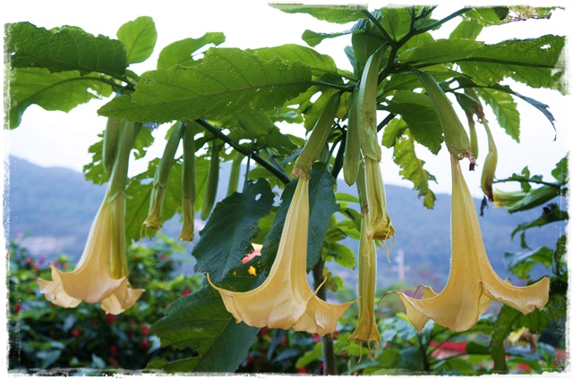 白石湖同心池 白石湖同心池