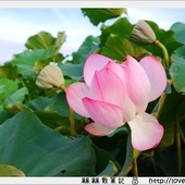 白石湖同心池：【台北◍•ᴗ•◍內湖】景點・白石湖同心池賞牡丹荷｜幸福景點新風情，夏日蓮花盛開