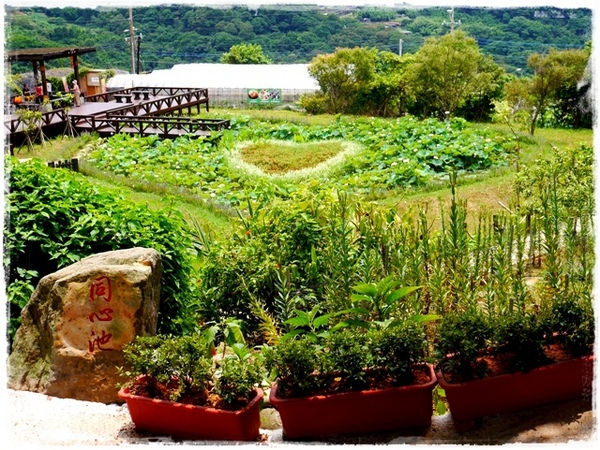 白石湖同心池：【台北◍•ᴗ•◍內湖】景點・白石湖同心池賞牡丹荷｜幸福景點新風情，夏日蓮花盛開