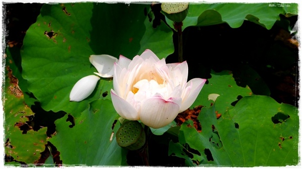 白石湖同心池：【台北◍•ᴗ•◍內湖】景點・白石湖同心池賞牡丹荷｜幸福景點新風情，夏日蓮花盛開