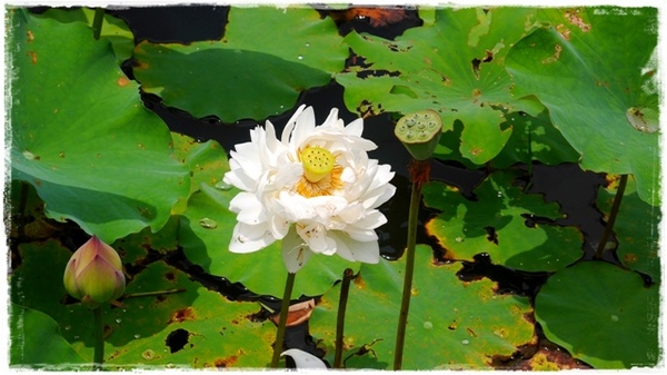 白石湖同心池：【台北◍•ᴗ•◍內湖】景點・白石湖同心池賞牡丹荷｜幸福景點新風情，夏日蓮花盛開