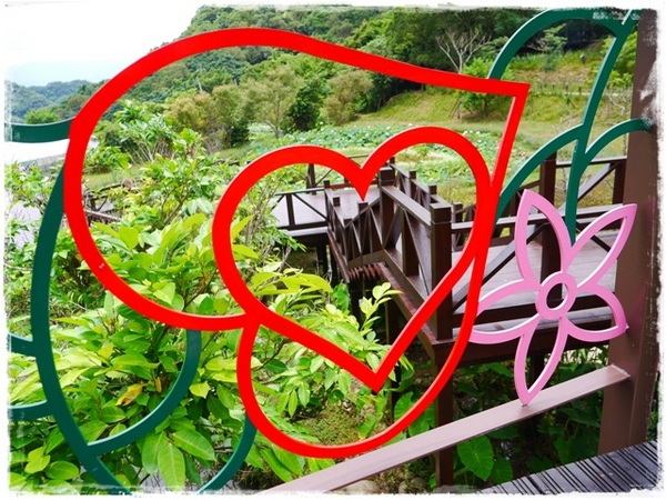 白石湖同心池：【台北◍•ᴗ•◍內湖】景點・白石湖同心池賞牡丹荷｜幸福景點新風情，夏日蓮花盛開