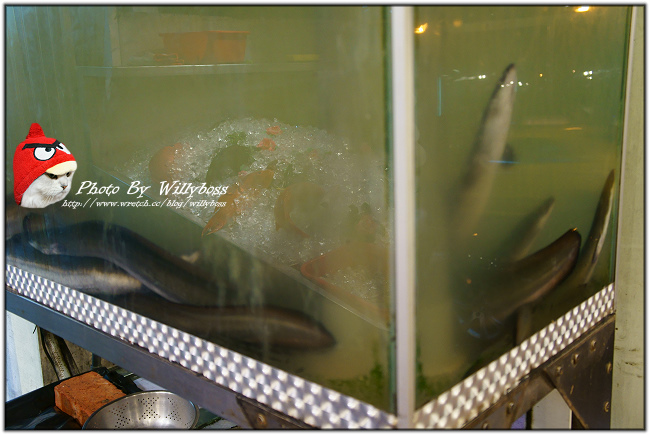 生猛鰻魚發現－阿來活海鮮(桃園中壢)