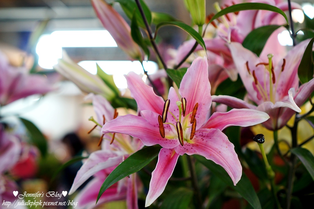 DSC06511.jpg DSC06511.jpg