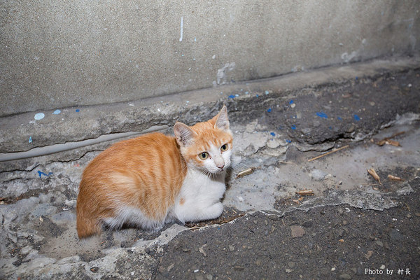 胡厝寮彩繪村:【遊記】{台南。善化區}紅磚牆的新外套-胡厝寮外婆的彩繪牆 胡厝寮彩繪村:【遊記】{台南。善化區}紅磚牆的新外套-胡厝寮外婆的彩繪牆