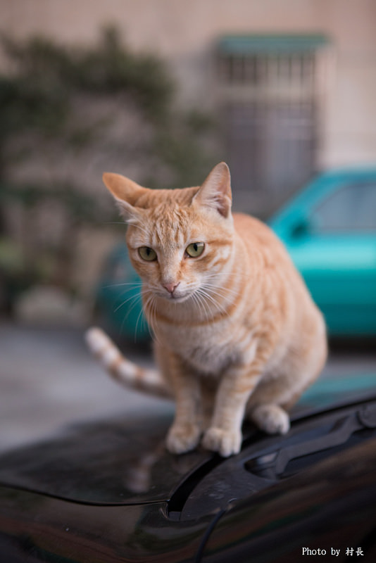 胡厝寮彩繪村:【遊記】{台南。善化區}紅磚牆的新外套-胡厝寮外婆的彩繪牆 胡厝寮彩繪村:【遊記】{台南。善化區}紅磚牆的新外套-胡厝寮外婆的彩繪牆
