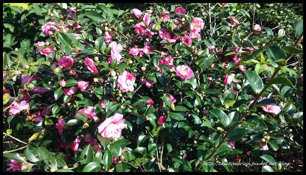 『呷』「新北市雙溪區」☆ 雅園 ☆ 來去郊區享受咖啡時光